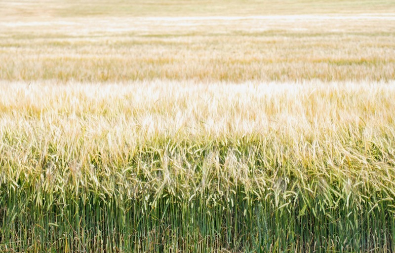 IoT sensors monitoring agricultural data