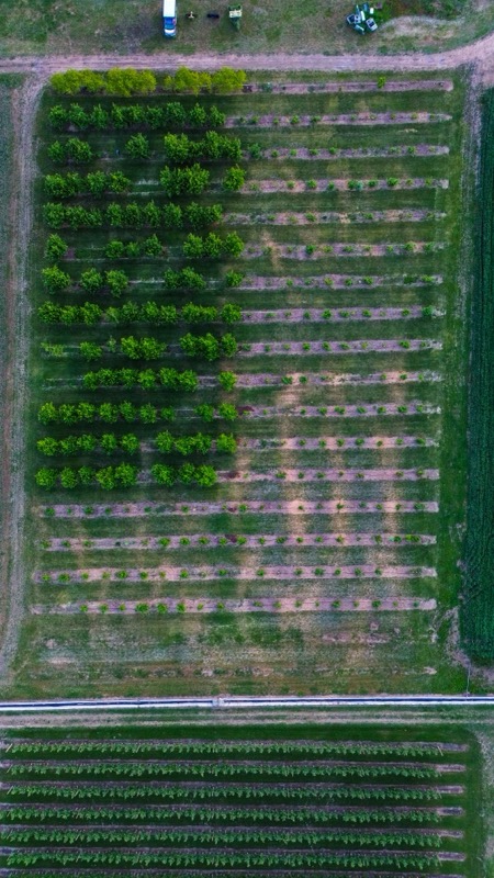 Satellite view of agricultural fields and crop patterns
