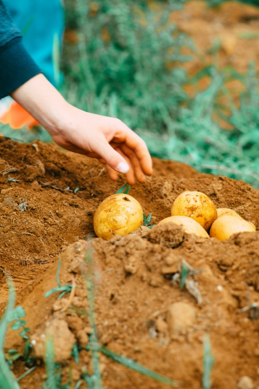 Agricultural yield prediction and harvest planning